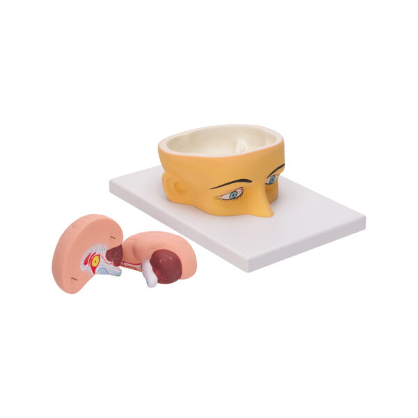 HUMAN HEAD & BRAIN - Image 2