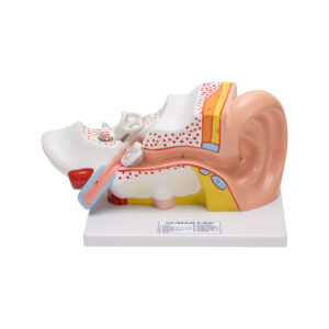 HUMAN EAR