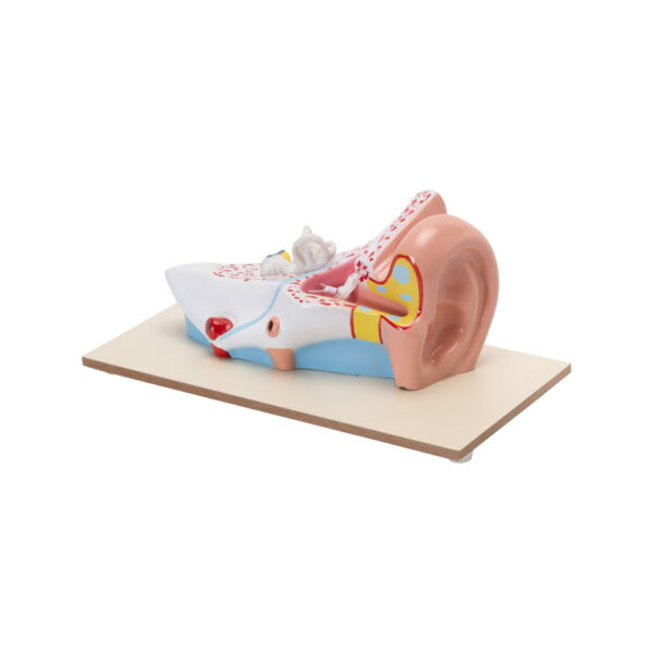 ENLARGED HUMAN EAR MODEL (3 TIMES) - Image 2