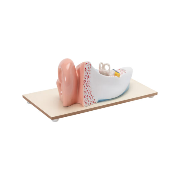 ENLARGED HUMAN EAR MODEL (3 TIMES) - Image 3