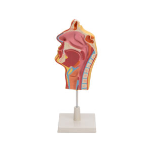 HUMAN NOSE MODEL