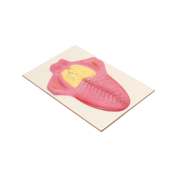 HUMAN TONGUE MODEL - Image 3