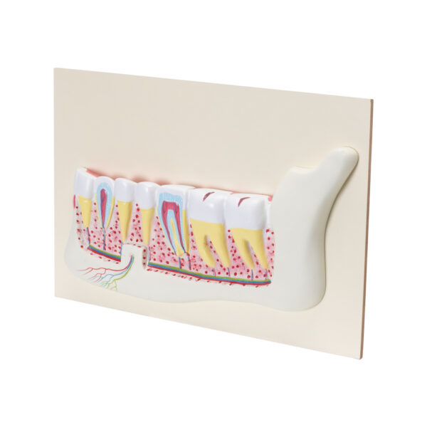 HUMAN TEETH MODEL - Image 2