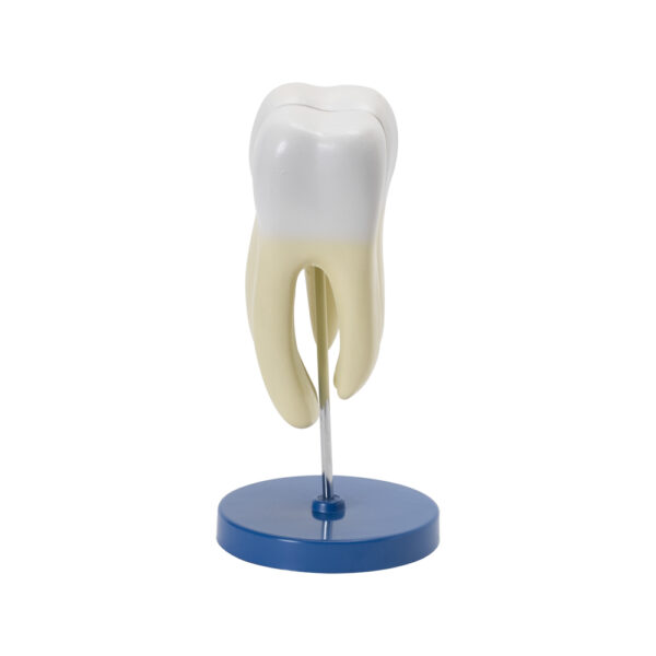 HUMAN TOOTH - Image 2