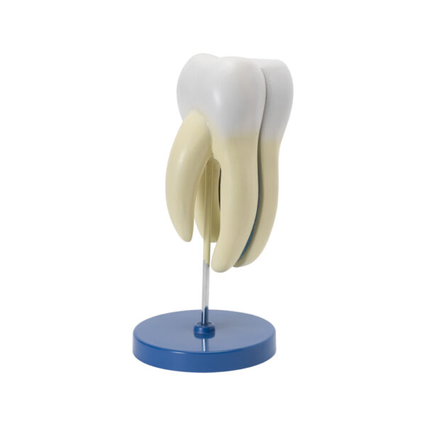 HUMAN TOOTH - Image 3