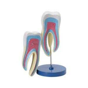 HUMAN TOOTH