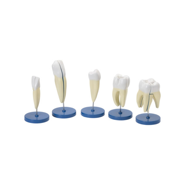 HUMAN TEETH SET - Image 2