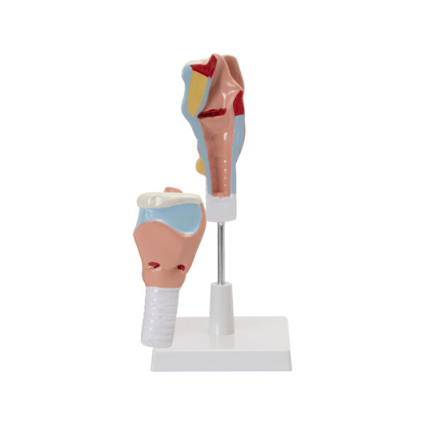 HUMAN LARYNX MODEL - Image 3