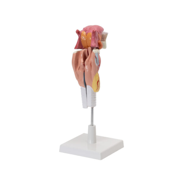 HUMAN LARYNX MODEL WITH TONGUE AND TEETH (5 PARTS, LIFE SIZE) - Image 2