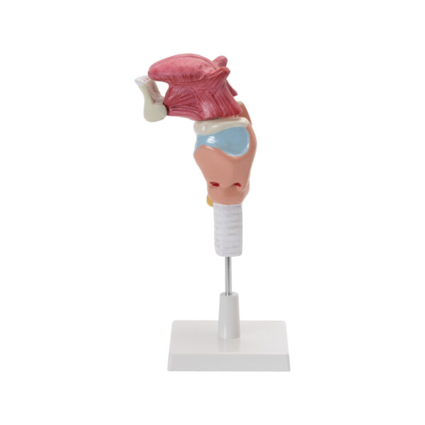 HUMAN LARYNX MODEL WITH TONGUE AND TEETH (5 PARTS, LIFE SIZE) - Image 3