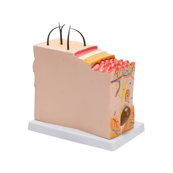 SKIN MODEL - Image 2