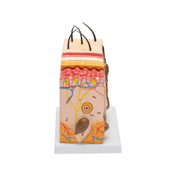SKIN MODEL - Image 3