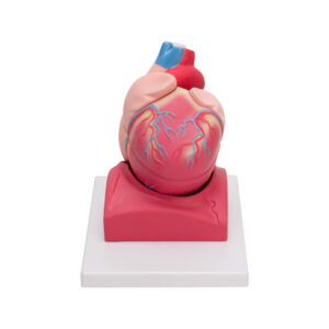 HUMAN HEART