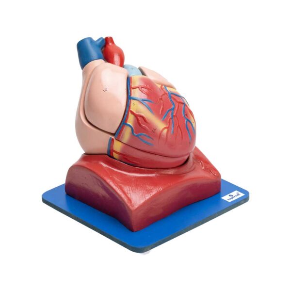 HUMAN HEART 7 PART