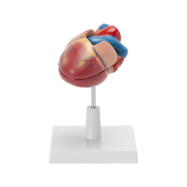 HUMAN HEART MODEL (LIFE SIZE) - Image 2