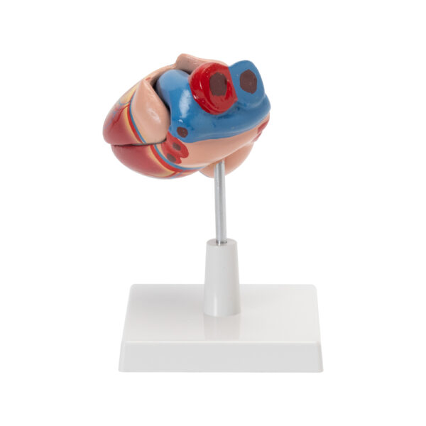 HUMAN HEART MODEL (LIFE SIZE) - Image 3