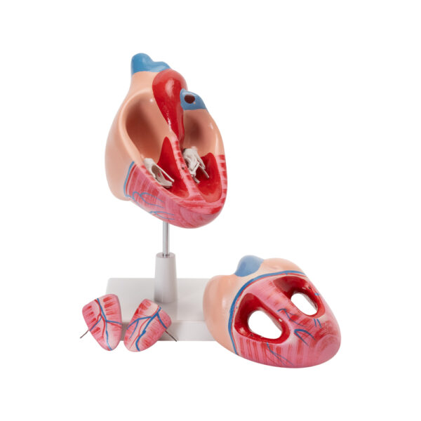 HUMAN HEART MODEL
