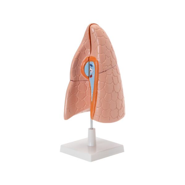 HUMAN LUNGS - Image 2