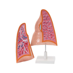 HUMAN LUNGS
