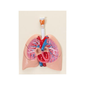HUMAN HEART WITH LUNGS & LARYNX MODEL