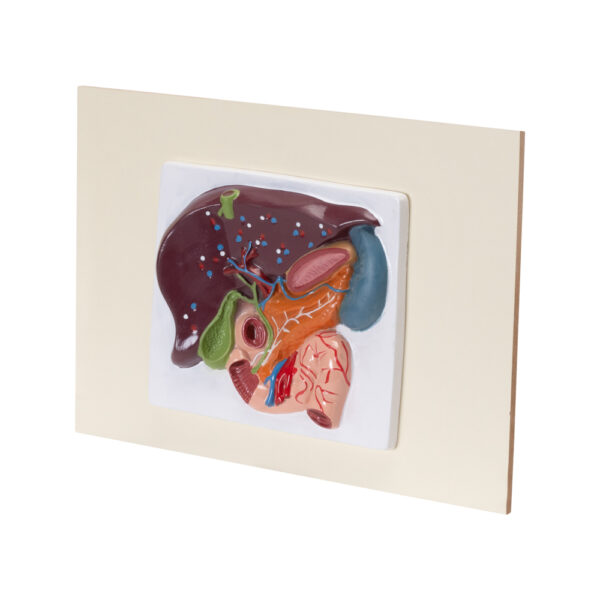 HUMAN LIVER, PANCREAS & DUODENUM MODEL (SMALL SIZE) - Image 2