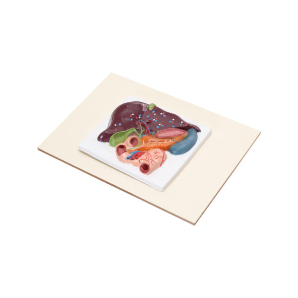 HUMAN LIVER, PANCREAS & DUODENUM MODEL (SMALL SIZE) - Image 3