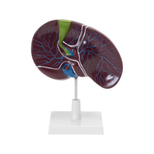 Human Liver with Gallbladder Model - Image 2