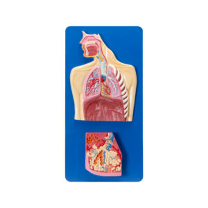 HUMAN RESPIRATORY SYSTEM WITH PULMONARY ACINUS