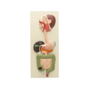 HUMAN DIGESTIVE SYSTEM MODEL - COMPACT SIZE