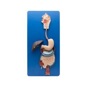 HUMAN DIGESTIVE SYSTEM MODEL