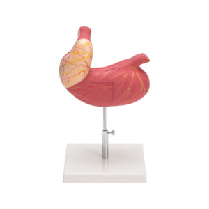 HUMAN STOMACH