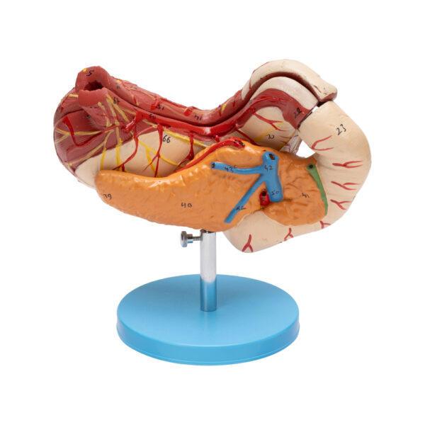 HUMAN STOMACH PANCREAS & DUODENUM