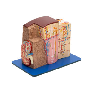 KIDNEY MICROSTRUCTURE