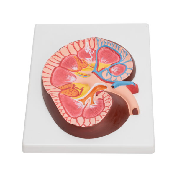 HUMAN KIDNEY - Image 2