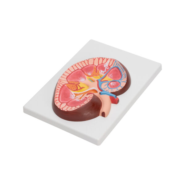 HUMAN KIDNEY - Image 3
