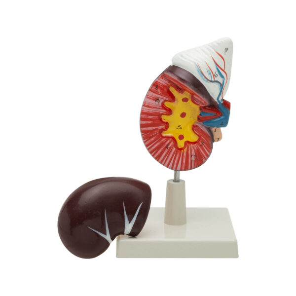 HUMAN KIDNEY WITH ADRENAL GLAND MODEL - Image 2