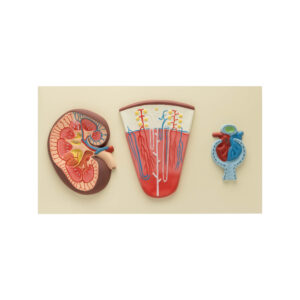 RENAL STRUCTURE AND FUNCTION MODELS
