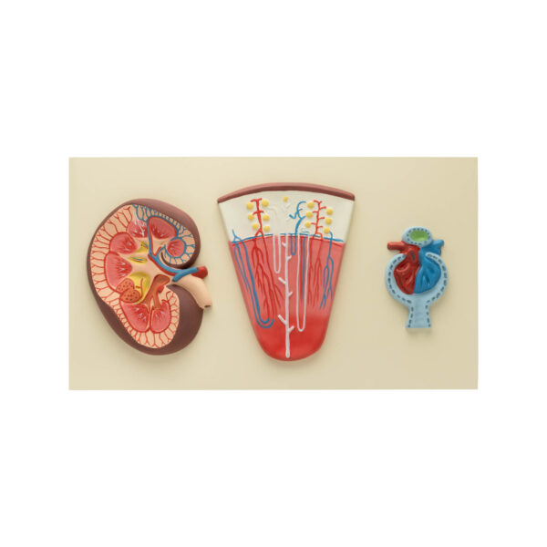RENAL STRUCTURE AND FUNCTION MODELS
