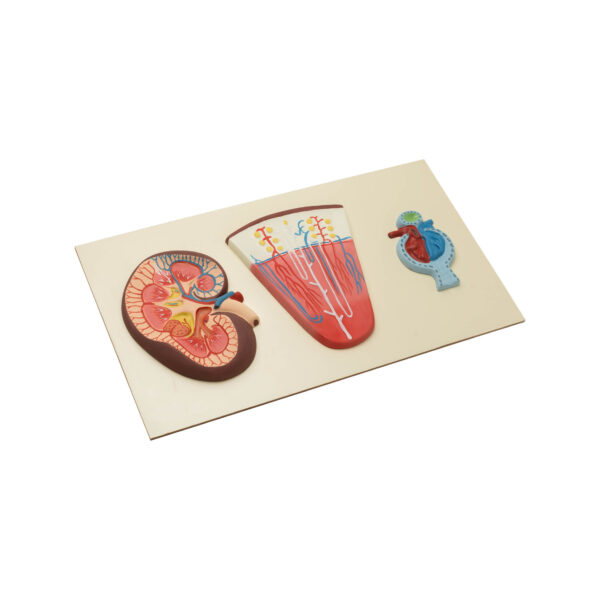 RENAL STRUCTURE AND FUNCTION MODELS - Image 2