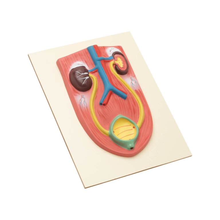 KIDNEY WITH BLADDER MODEL - Scientific Lab Equipment Manufacturer and ...