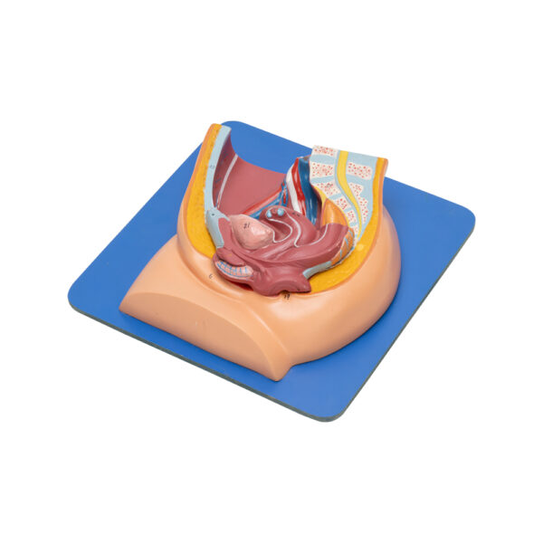 REPRODUCTIVE SYSTEM FEMALE - Image 3