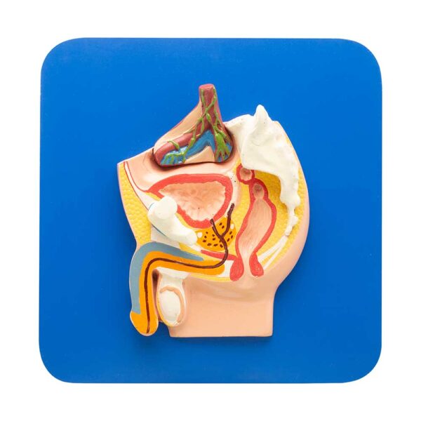 REPRODUCTIVE SYSTEM MALE - Image 2