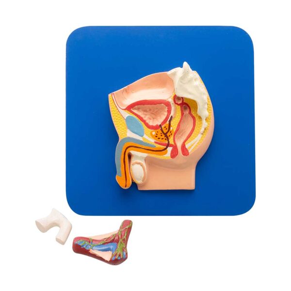 REPRODUCTIVE SYSTEM MALE