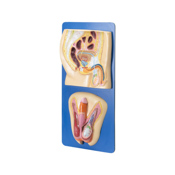 HUMAN REPRODUCTIVE SYSTEM MALE - Image 2