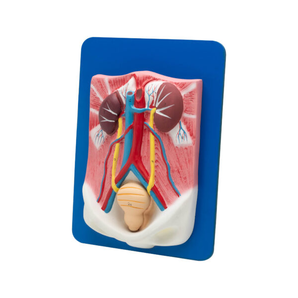 HUMAN URINARY ORGANS MODEL - Image 2