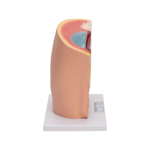 MALE PELVIS MODEL - Image 3