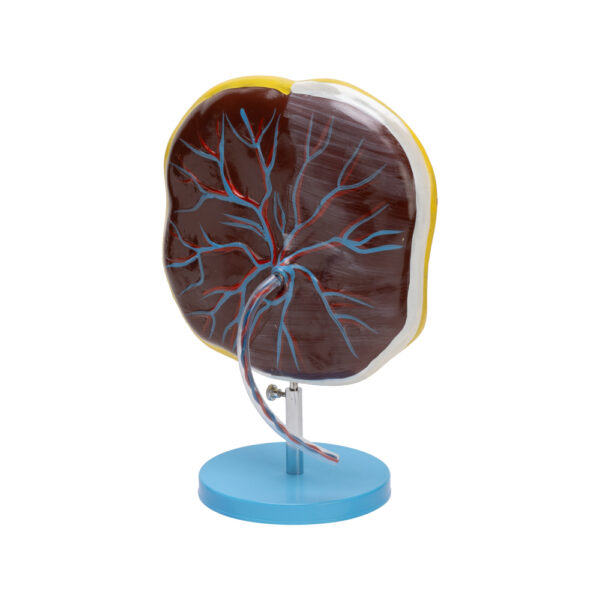 PLACENTA MODEL - Image 2