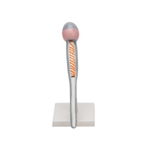 HUMAN SPERM MODEL