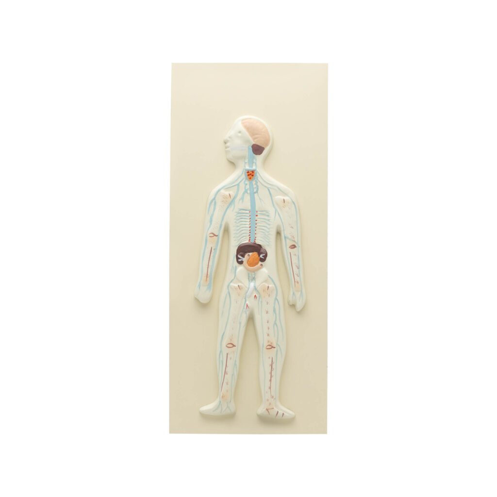 HUMAN NERVOUS SYSTEM MODEL-COMPACT SIZE - Scientific Lab Equipment ...