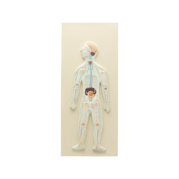 HUMAN NERVOUS SYSTEM MODEL-COMPACT SIZE